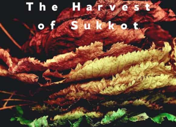 The Harvest of Sukkot The Harvest of Sukkot