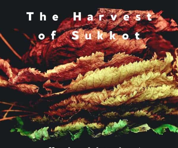 The Harvest of Sukkot